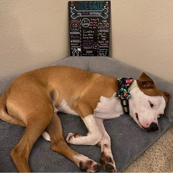 Custom Pet Bowtie Orders by Reggie in Bowties - Picture 11 of 17